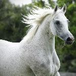Elomina