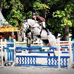Cardozo Z - 2014 r<br />&copy; bazakoni.pl
