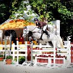Cardozo Z - 2014 r<br />&copy; bazakoni.pl