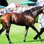 Patronus