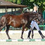 Aralia - Topolczanki 3-4 września 2016<br />&copy; Paulina Peckiel www.peckiel.pl