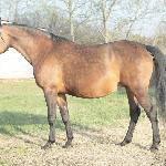 Eberlina