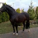 Egerro
