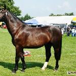Faraon