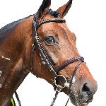 Dimple<br /><i>https://www.sportowyczempionat.pl/pl/czempiony.html?start=10#galleryb9c5415868</i>