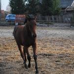 Emir