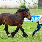 Jazan<br />&copy; Oliwia Chmielewska