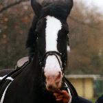 Chipstead Julie<br />&copy; kejti