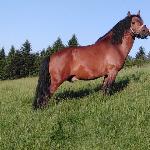 Wiec