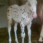 Gepard