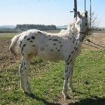 Gepard