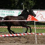 Faworyt