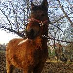 Santhos