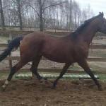 Aslan