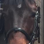 Hallo Doolin B ex Julus