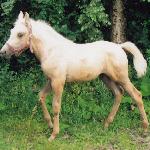 Gejsza