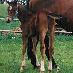 Welcome Ferdinand - welcome ferdinand