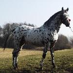 Jarosz