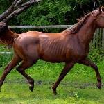 Bristo de mur
