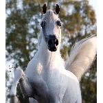 Equiborn K.A.