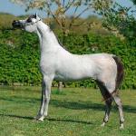 Equiborn K.A.