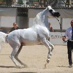 Equiborn K.A.