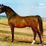 Hal Gazal