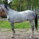 Wicher