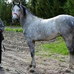 Wicher
