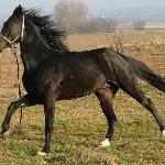 Herkules