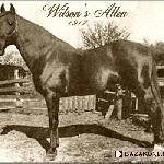 Wilson's Allen