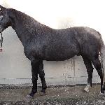 Bas