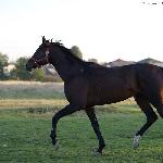 Leading Court - Leading Court 29.09.2013<br />&copy; Joanna Hibner