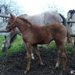 Prima Balerina