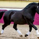 Libero