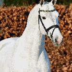 Coupe d'Or