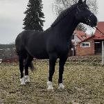 Arlo