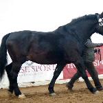 Denar