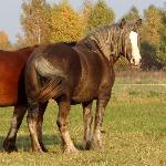 Gerda