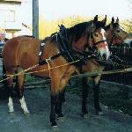 Derina