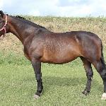 Larisa