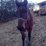Jaremcza<br />&copy; Agro-Ranczo<br /><i>kochana myszka</i>