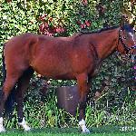 Jeferson<br />&copy; Adrianna Sękowska<br /><i>Wielkie Wierzno dn. 03.10.2015</i>