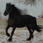 Frouwke<br />&copy; skc