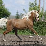 Golden Boy W<br />&copy; fot. Karolina Wengerek