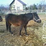 Juwenalia