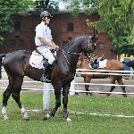 Kamael - ZR-B Starogard 06.2014<br />&copy; Baza Koni
