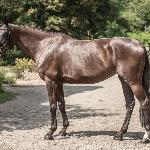 Juga - Baborówko Horse Sale Show 2018<br />&copy; M&R Photo