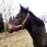 Liryka