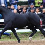 Dolar II